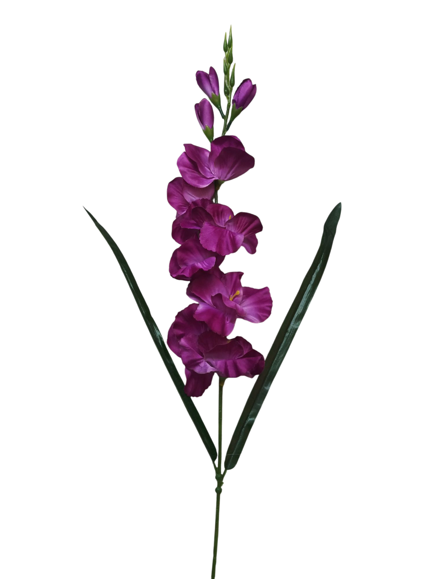 Gladiolo de 80cm