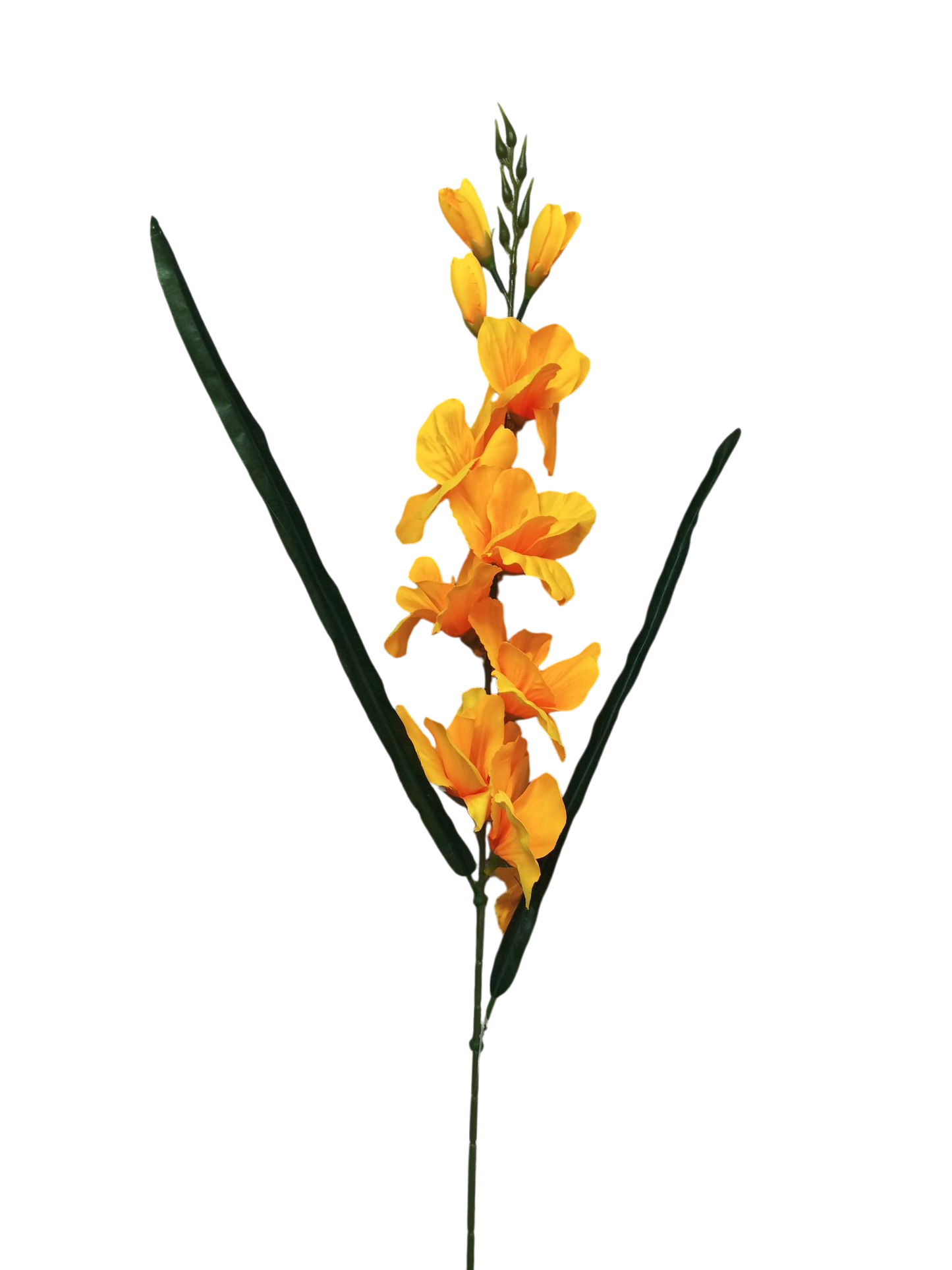 Gladiolo de 80cm