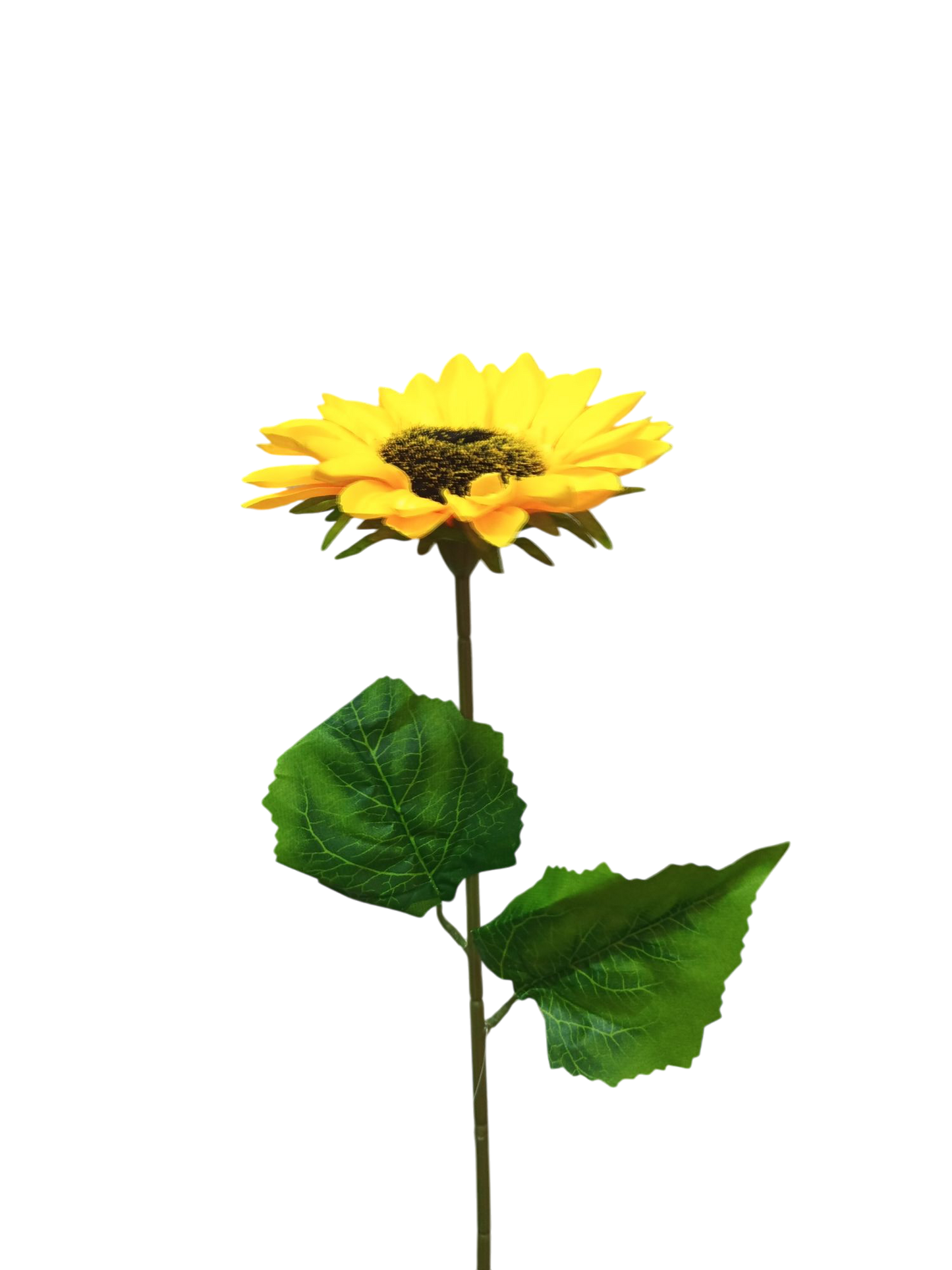 Vara maravilla 60cm